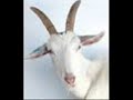 �ocuk ?ark?lar? \"?ki inat�? ke�i\"