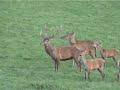 Herten in het dierenpark