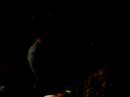 Drenches @ St. Louis Noise Fest \