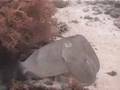 Reef Cuttlefish, Sangalaki Island, Indonesia