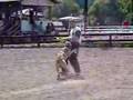 Boerboel video