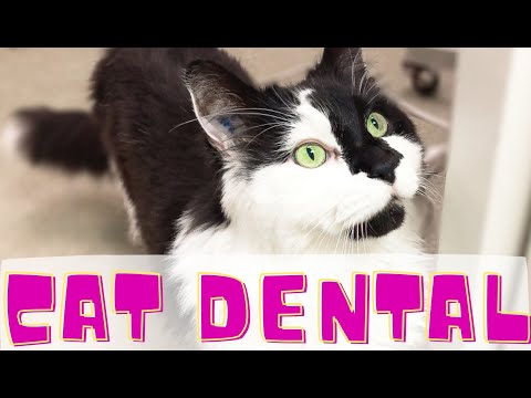 Cat dental cleaning - YouTube