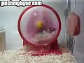 Un hamster trippe dans sa cage