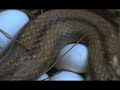 Snake Eggs Snake Eggs