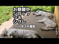 ホワイトタイガー　シロップ、ツキ、シグレ　そろってお昼寝です【伊豆アニマルキングダム】White tiger Syrup Tsuki Shigure Izu Animal Kingdom