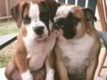 videos de chap1 best friends