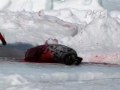videos de Seals Are Not Meant To Be Killed For Their Fur!!!