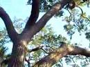 Getting attacked by squirrels