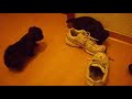 hunde welpen