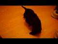 hunde welpen