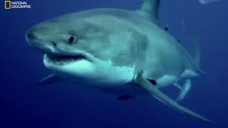 yap ya da öl köpek balığı belgeseli izle 2015