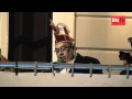 Afsluiting carnaval Roosendaal