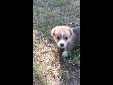 AKC Pembroke Welsh Corgi Male
