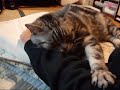 モミモミ猫(=^・^=) The cat which massages an arm