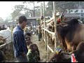 Cattle market
