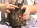 Rabbit Showmanship Example #1