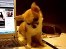 the-muppet-show-harrry-belafonte-vs-animal-drum-battle.html