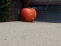 Thunder Maul on fruit