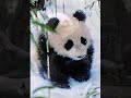 Panda Love Is The Sweetest Thing Panda Love Is The Sweetest Thing