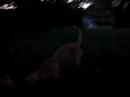 Chandler Rajem Otis Puppy Reunion
