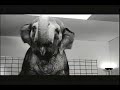 Ellen's Animals Commercial