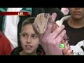 Want A Reptile As A Pet?
