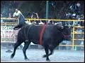 LOS TOROS DESTRUCTORES DE MEMO OCAMPO EN LA CONCHA