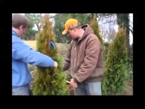 how to transplant arborvitae trees