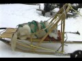 Dog Sledding at the Haliburton Forest - Ontario