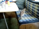 Ruffy the Grouse Ruffy the Grouse