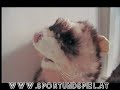 Folkmanis Frettchen Handpuppe
