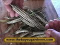 Vegetable Garden Collecting Okra Seed for next year\