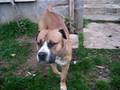 Balou dans le jardin
