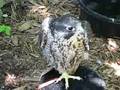 puking falcon