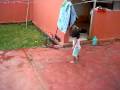 videos de manchas y lubi