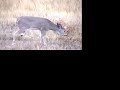 Missoula Montana Whitetail deer