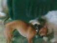 MOO MOO VS CAMELIA