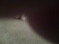 Noodles. LMAO.mp4