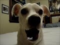Funny Talking Dog Translation