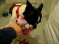 Doggie Deathmatch
