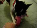 videos de Doggie Deathmatch