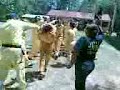 Juramento a Bomberos CBVP Capiibary Juramento a Bomberos CBVP Capiibary