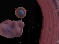 Immune response-Bacterial infections Immune response-Bacterial infections