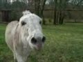 The Amazing Talking Donkey