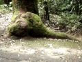 Passeio na Floresta da Tijuca