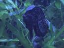 Dicke Fische
