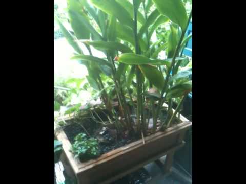 how to fertilize ginger