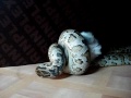 Python And Rabbit [ تحذير WARNING] البقصمي