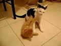 Extreme Cat Fight