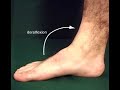 Foot&Ankle02 Foot&Ankle02